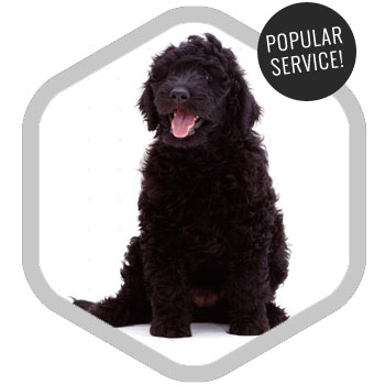 Dog Walking - Find out more!