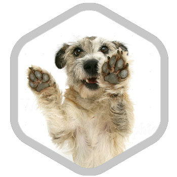 Dog Walking - Find out more!