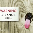 10 Hilarious Signs That Every Dog Owner Needs To See!
