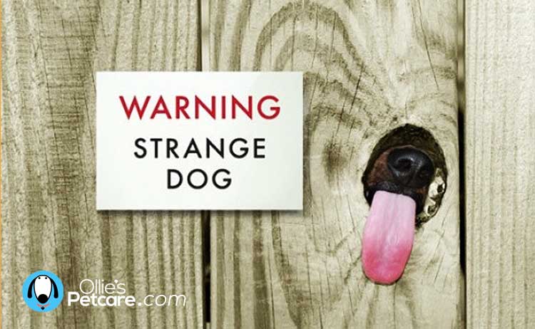 Hilarious Beware the Dog signs