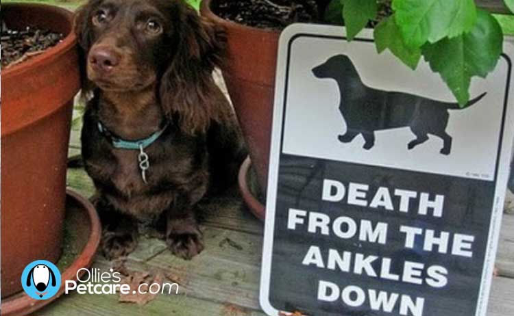 Hilarious Beware the Dog signs