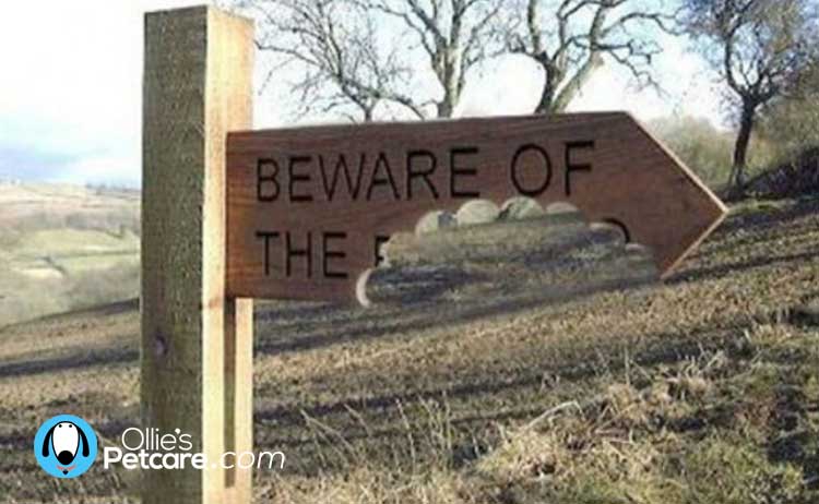 Hilarious Beware the Dog signs