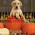 Halloween - Tips to keep your pets safe during October!