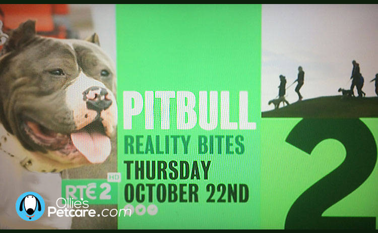 TV: Pitbull Reality Bites on RTE2