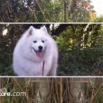 Video: Some Dog Walking Photos from October!