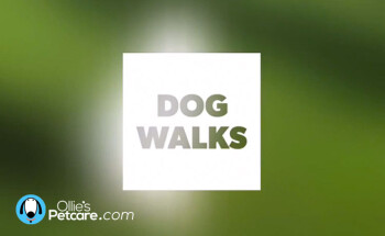 article_blog_video-dog-walks-november