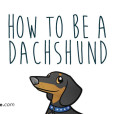 How To Be A Dachshund!