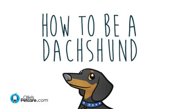 How To Be A Dachshund - Ollie's Petcare - Ireland