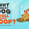 Why does my dog like to roll in fox poop?