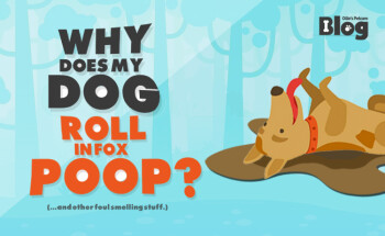 Why does my dog roll in fox poop? - Ollie's Petcare | Ireland