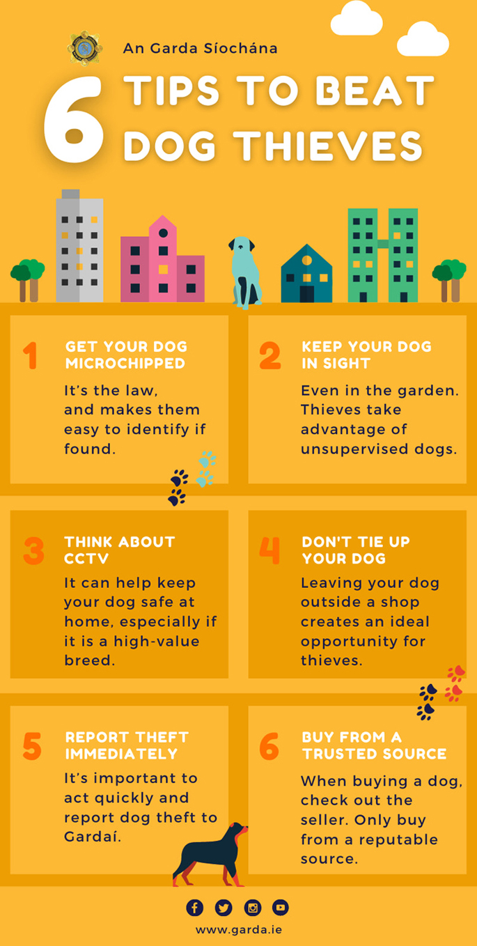 Dog Theft Awareness 2020 - Ollie's Petcare | Ireland