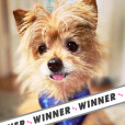 Pet of the Month - September Winner announced...