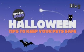 Tips to keep your pets safe during October & Halloween! - Ollie's Petcare Blog