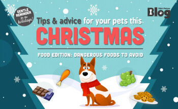 Tips & Advice for your pets this Christmas: Dangerous Food Edition!