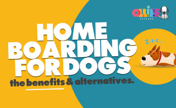 Home boarding for dogs - the benefits, pros, cons & alternatives